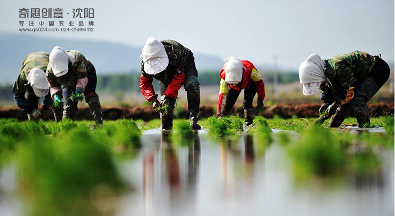 專業(yè)大米包裝品牌策劃設(shè)計,專業(yè)大米標識設(shè)計,沈陽奇思創(chuàng)意 專業(yè)大米包裝品牌策劃設(shè)計,專業(yè)大米標識設(shè)計,沈陽奇思創(chuàng)意