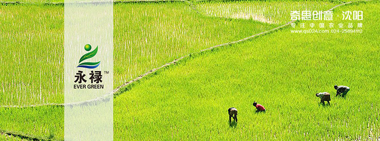 專業(yè)大米包裝品牌策劃設(shè)計(jì),專業(yè)大米標(biāo)識設(shè)計(jì),沈陽奇思創(chuàng)意 專業(yè)大米包裝品牌策劃設(shè)計(jì),專業(yè)大米標(biāo)識設(shè)計(jì),沈陽奇思創(chuàng)意